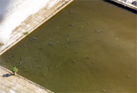 photograph of manatees aggregated in a canal at Port of the Islands, January 2001
