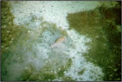 aerial photograph of a feeding manatee in a plume of sediment
