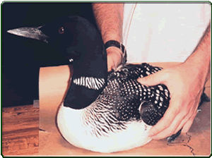 Loon (photo)