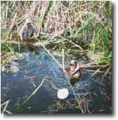 photo of scientists in alligator hole