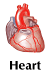 picture of a heart