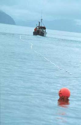 gillnetter setting a net