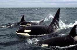 Killer whales swimming