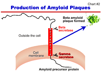 Chart 2: Production of Amyloid Plaques