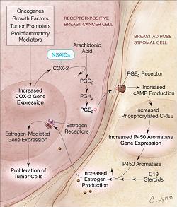 Prostaglandin E2 Produced by Tumor Cells Stimulates Expression of Cytochrome P450 Aromatase (CYP19) in Breast Adipose Stromal Cells.