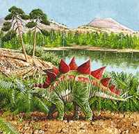 The Mesozoic Era was the Age of Dinosaurs. Plant-eating dinosaurs, such as this Stegosaurus, fed on cycads and conifers, early trees that thrived before modern flowering trees appeared.