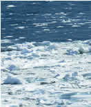 Image of ice strip with seals.