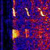 blue whale spectrogram