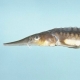 Shortnose Sturgeon - Acipenser brevirostrum. Photo credit: Noel Burkhead