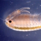 Endangered fairy shrimp, Branchinecta sandiegonensis. Photo credit: D. Parsick, University of San Diego