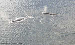 bowhead whales