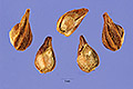 View a larger version of this image and Profile page for Heliotropium indicum L.