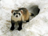 Black-footed ferret. Photo credit: Paul Marinari