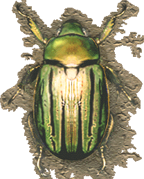 Graphic of Plusiotis gloriosa: 
a beautiful green and gold scarab beetle
