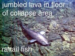 photo of rattail fish in floor of collapse area