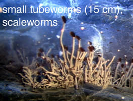 photo of small tubeworms and scaleworms