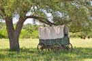 Old covered wagon under a tree in a grassy field.