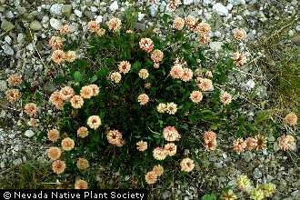 Photo of Trifolium hybridum L.