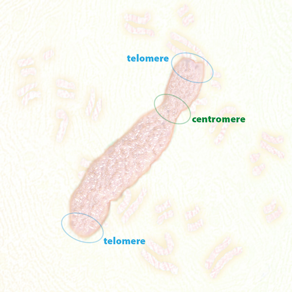 Illustration of Chromosome with centomere and telomeres