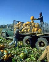 Workers loading pumpkins