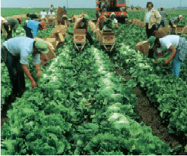 Workers picking crops
