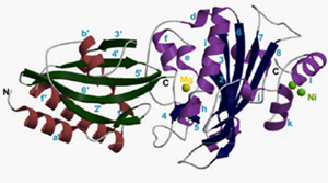 Figure 1: Crystal structure of the non-specific extracellular nuclease NucA (purple and blue) in complex with the intracellular inhibitor NuiA (brick and green).  This complex reveals NuiA inhibits NucA by mimiking DNA binding to the catalytic metal ion (yellow) of NucA. (Ghosh et al, J Biol Chem [Epub ahead of print Nov 30, 2006])
