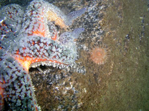 Starfish and anenome on new reef
