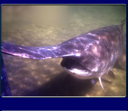 Image of a Paddlefish (Polyodon spathula) 