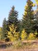 Image of yellow aspen trees