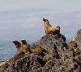 Steller sea lions on a haulout.