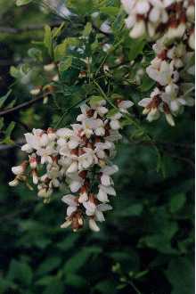 Photo of Robinia pseudoacacia L.