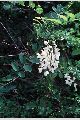 View a larger version of this image and Profile page for Robinia pseudoacacia L.