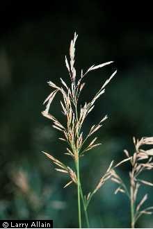 Photo of Bromus inermis Leyss.