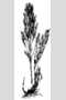 View a larger version of this image and Profile page for Bromus inermis Leyss.