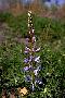 View a larger version of this image and Profile page for Lupinus perennis L.