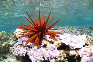 NOAA image of red pencil urchin found among the more than 7,000 species in the Northwestern Hawaiian Islands Coral Reef Ecosystem Reserve, which is now one of the nation’s monuments.