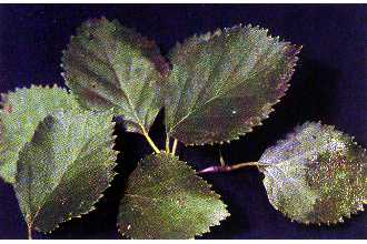 Photo of Betula occidentalis Hook.
