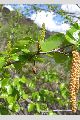 View a larger version of this image and Profile page for Betula occidentalis Hook.