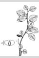 View a larger version of this image and Profile page for Betula occidentalis Hook.