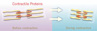 Contractile Proteins