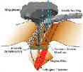 diagram of a hydrothermal system and resulting megaplume