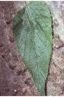 Photo of Celtis occidentalis L.