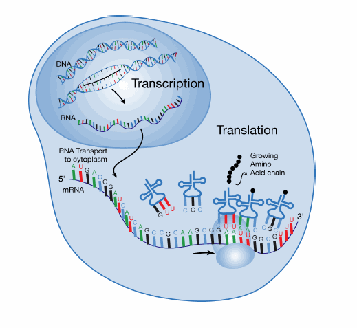 During transcription, the mRNA is made in the 5’ to 3’ direction. During translation, the mRNA is read in the 5’ to 3’ direction.