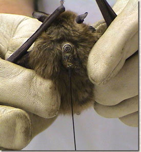 gloved hands holding bat that has radio transmitter attached to its back