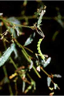 Photo of Aeschynomene americana L.