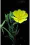 View a larger version of this image and Profile page for Oenothera biennis L.