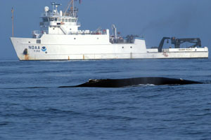 NOAA image of a Stellwagen Bank National Marine Sanctuary research team using the NOAA R/V Nancy Foster as part of the tagging project (NOAA Permit # 981-1707). Please credit “NOAA.”