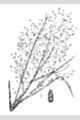 View a larger version of this image and Profile page for Eragrostis spectabilis (Pursh) Steud.