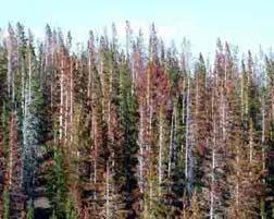 Damage from bark beetles and other agents can lead to landscape-level tree mortality that may increase the risk of catastrophic fire.