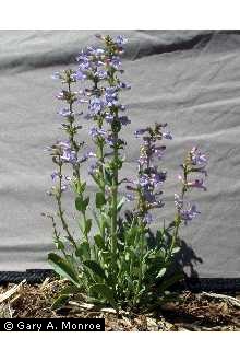 Photo of Penstemon pachyphyllus A. Gray ex Rydb. var. congestus (M.E. Jones) N.H. Holmgren